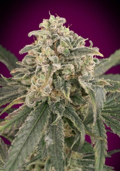 Auto Amnesia XXL - ADVANCED SEEDS | TanieSianie.pl
