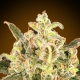 Auto BioDiesel Mass XXL - ADVANCED SEEDS | TanieSianie.pl