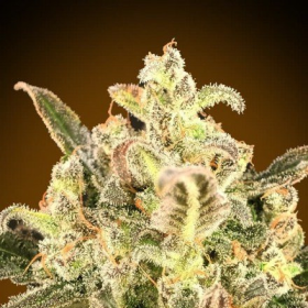 Auto BioDiesel Mass XXL - ADVANCED SEEDS | TanieSianie.pl