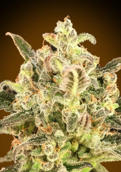 Auto BioDiesel Mass XXL - ADVANCED SEEDS | TanieSianie.pl