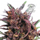Purple#1 - DUTCH PASSION | TanieSianie.pl