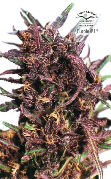 Purple#1 - DUTCH PASSION | TanieSianie.pl