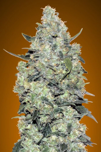 Auto Critical Mass - ADVANCED SEEDS | TanieSianie.pl
