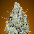 Auto Critical Mass - ADVANCED SEEDS
