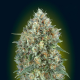 Auto GELATO #33 - ADVANCED SEEDS | TanieSianie.pl