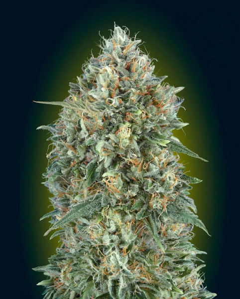 Auto GELATO #33 - ADVANCED SEEDS | TanieSianie.pl