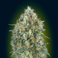Auto GELATO #33 - ADVANCED SEEDS