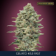 GELATO #33 FAST - ADVANCED SEEDS | TanieSianie.pl