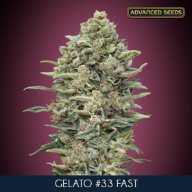 GELATO #33 FAST - ADVANCED SEEDS | TanieSianie.pl