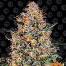 Bubba Kush - BARNEY’S FARM | TanieSianie.pl