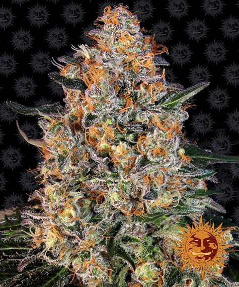 Bubba Kush - BARNEY’S FARM | TanieSianie.pl
