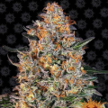 Bubba Kush - BARNEY’S FARM