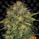Cheese - BARNEY'S FARM | TanieSianie.pl