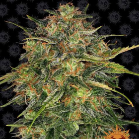 Cheese - BARNEY'S FARM | TanieSianie.pl