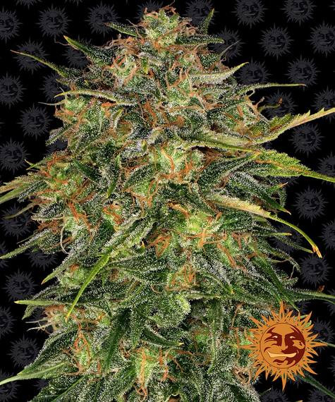 Cheese - BARNEY'S FARM | TanieSianie.pl
