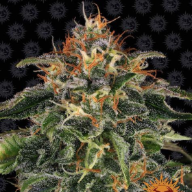 Moby Dick - BARNEY'S FARM | TanieSianie.pl