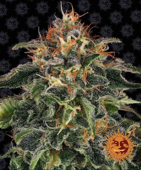 Moby Dick - BARNEY'S FARM | TanieSianie.pl