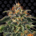 Moby Dick - BARNEY'S FARM