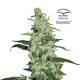 Skywalker - DUTCH PASSION | TanieSianie.pl