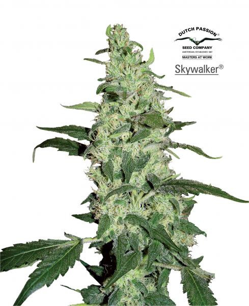 Skywalker - DUTCH PASSION | TanieSianie.pl