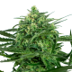Sensi Amnesia - SENSI SEEDS | TanieSianie.pl