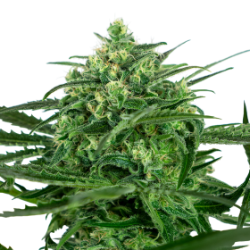 Sensi Amnesia - SENSI SEEDS | TanieSianie.pl