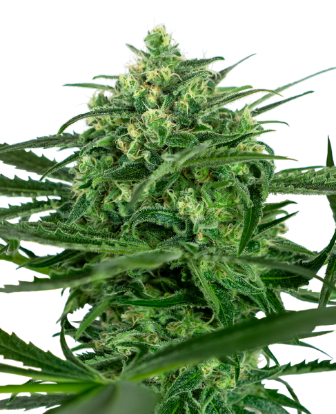 Sensi Amnesia - SENSI SEEDS | TanieSianie.pl
