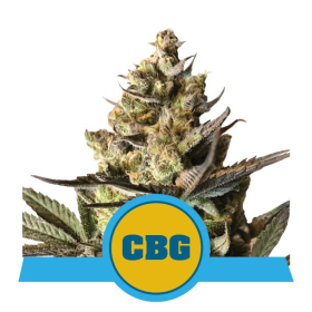 Royal CBG Auto - ROYAL QUEEN SEEDS | TanieSianie.pl