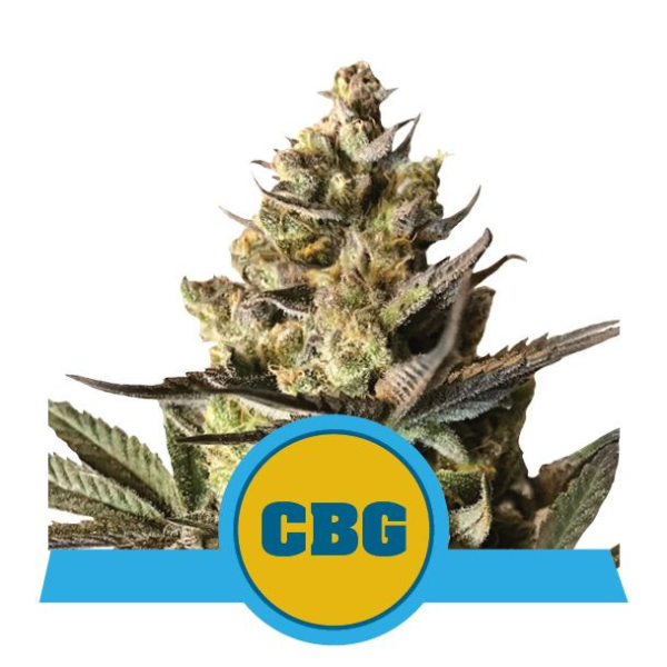 Royal CBG Auto - ROYAL QUEEN SEEDS | TanieSianie.pl
