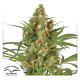 Snow Bud - DUTCH PASSION | TanieSianie.pl