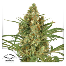Snow Bud - DUTCH PASSION | TanieSianie.pl