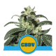 Royal CBDV Auto - ROYAL QUEEN SEEDS | TanieSianie.pl
