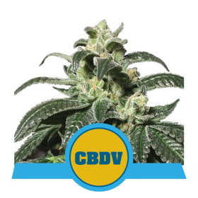 Royal CBDV Auto - ROYAL QUEEN SEEDS | TanieSianie.pl