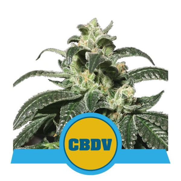 Royal CBDV Auto - ROYAL QUEEN SEEDS | TanieSianie.pl