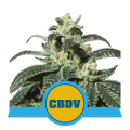 Royal CBDV Auto - ROYAL QUEEN SEEDS