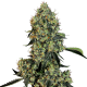 O.G. Kush - WHITE LABEL | TanieSianie.pl