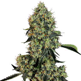 O.G. Kush - WHITE LABEL | TanieSianie.pl