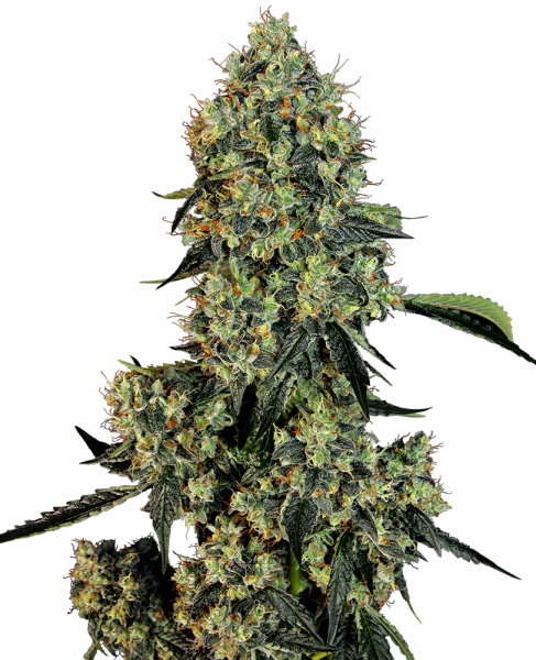 O.G. Kush - WHITE LABEL | TanieSianie.pl