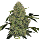 O.G. Kush Auto - WHITE LABEL | TanieSianie.pl