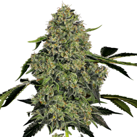 O.G. Kush Auto - WHITE LABEL | TanieSianie.pl