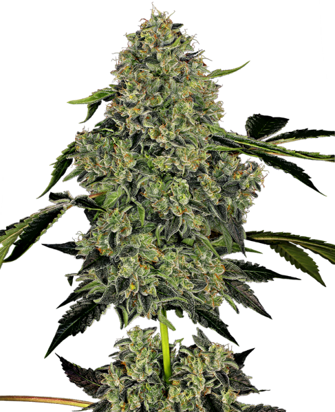 O.G. Kush Auto - WHITE LABEL | TanieSianie.pl
