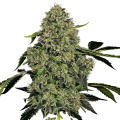 O.G. Kush Auto - WHITE LABEL