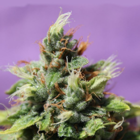 Auto Future # 1 - ANESIA SEEDS | TanieSianie.pl