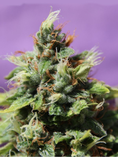 Auto Future # 1 - ANESIA SEEDS | TanieSianie.pl