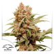 CBG-Force - DUTCH PASSION | TanieSianie.pl