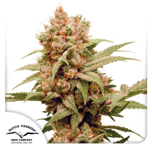CBG-Force - DUTCH PASSION | TanieSianie.pl