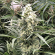 Snow Bud - DUTCH PASSION | TanieSianie.pl