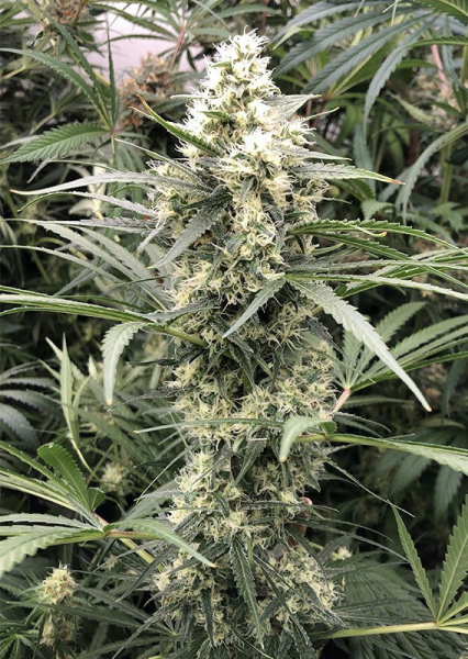 Snow Bud - DUTCH PASSION | TanieSianie.pl