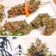 CBG-Force - DUTCH PASSION | TanieSianie.pl