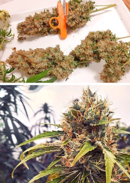 CBG-Force - DUTCH PASSION | TanieSianie.pl